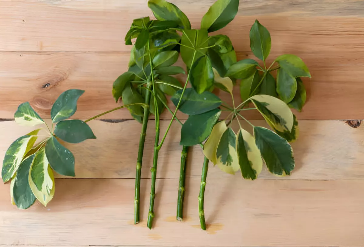 boutures de plantes pretes a l enracinement posees sur un plancher en bois