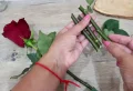 Quand mettre en terre les boutures de rosier à partir d’une rose coupée ou de rosiers anciens ?