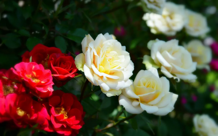 comment faire prendre racine à une branche de rosier roses blanches etrouges (2)