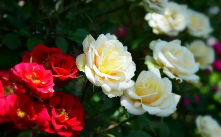 comment faire prendre racine à une branche de rosier roses blanches etrouges