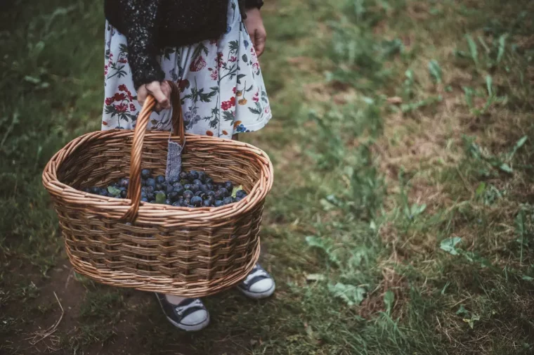 est ce que les prunes continuent de murir apres cueillette