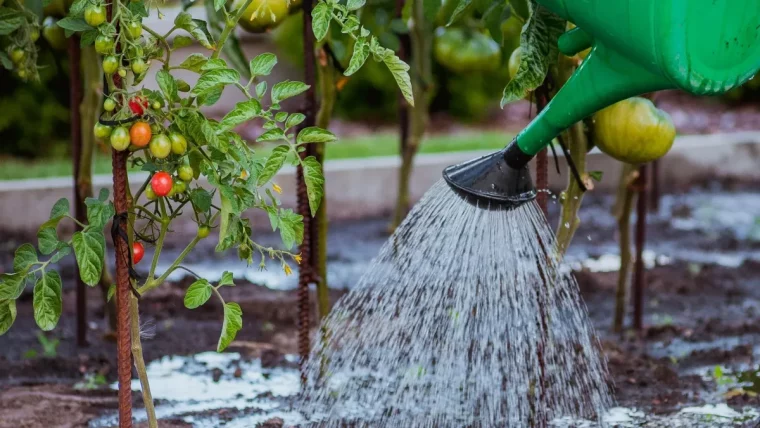 quel est l'engrais naturel pour les tomates arrosage du pied