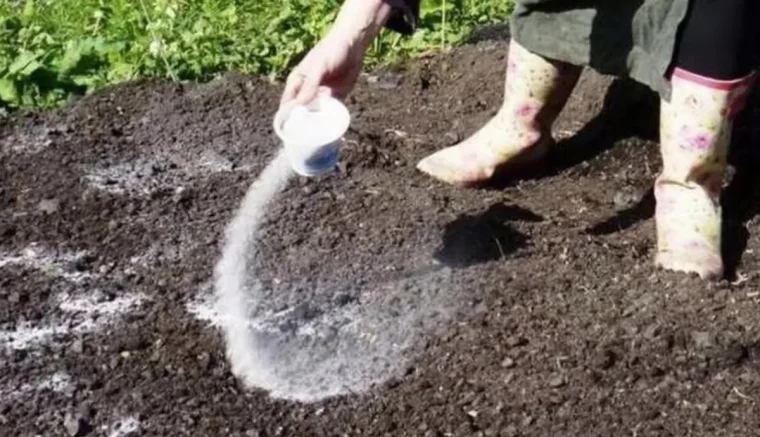 quelle culture après les oignons bottes de jardinier quifertilise lesol