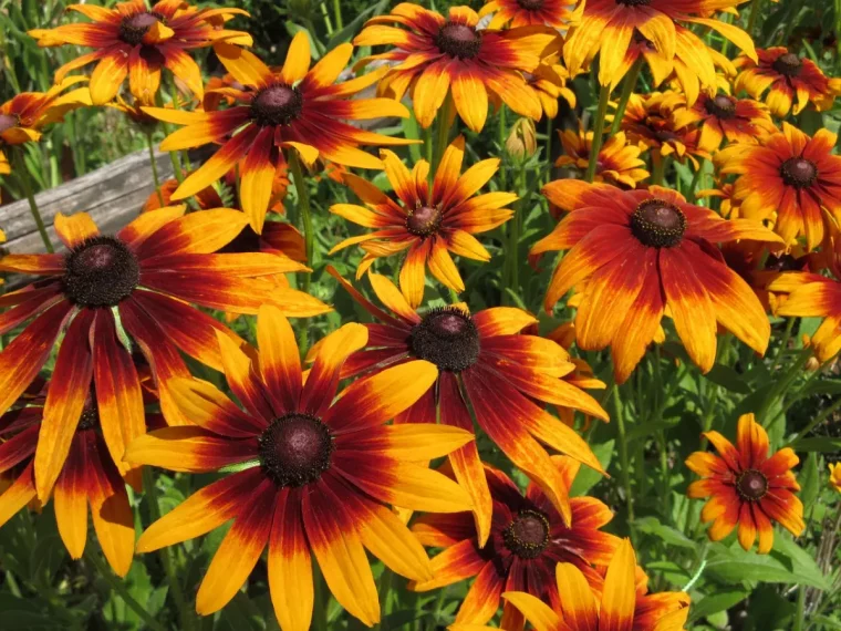 abondance de fleurs marron jaune oranges de la rudbeckia