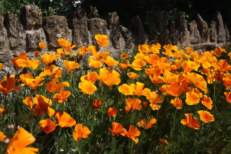 abondance de fleurs oranges du pavot de californie