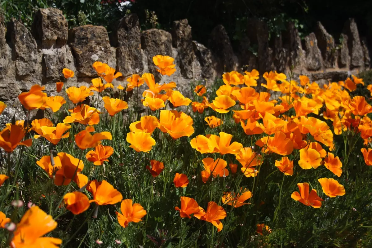 abondance de fleurs oranges du pavot de californie
