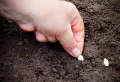 Peut-on planter des courgettes en août : conseils et astuces pour une récolte tardive