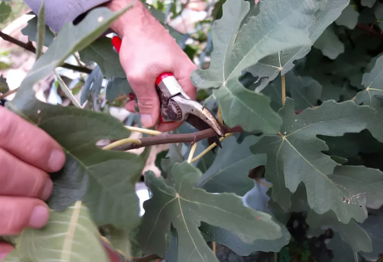 action de couper avec un secateur une tige mature de figuier avec de grandes feuilles vertes