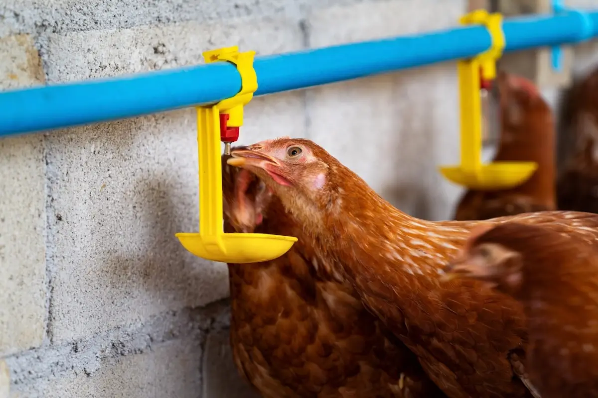 apport eau abreuvoir consommation poule facade poulailler systeme combien de temps peut-on laisser une poule seule