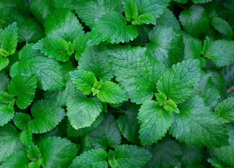 arome de menthe poivrée pour éloigner les oiseaux du verger