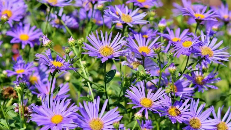 asters fleurs d automne plantation entretien jardin fleuri