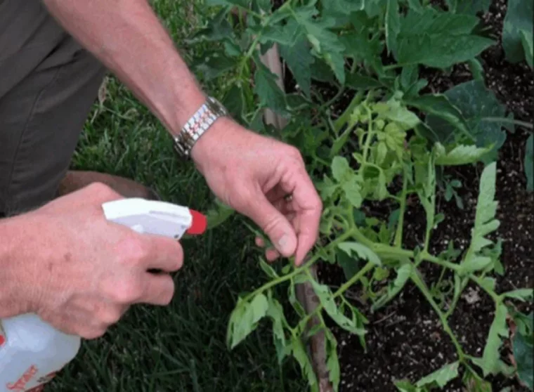 avoir des tomates tout l'été cendre aupied detomates