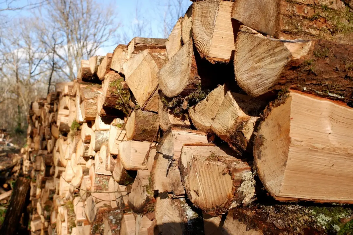 bois chauffage pret utilisation sechage lumiere soleil arbres ciel nuages