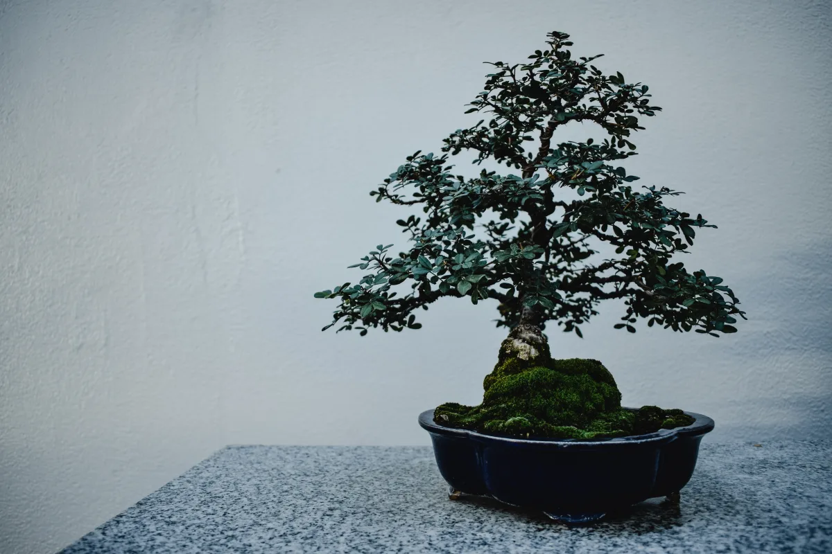 bonsai idée plante porte bonheur en pot à ne pas cultiver chez soi