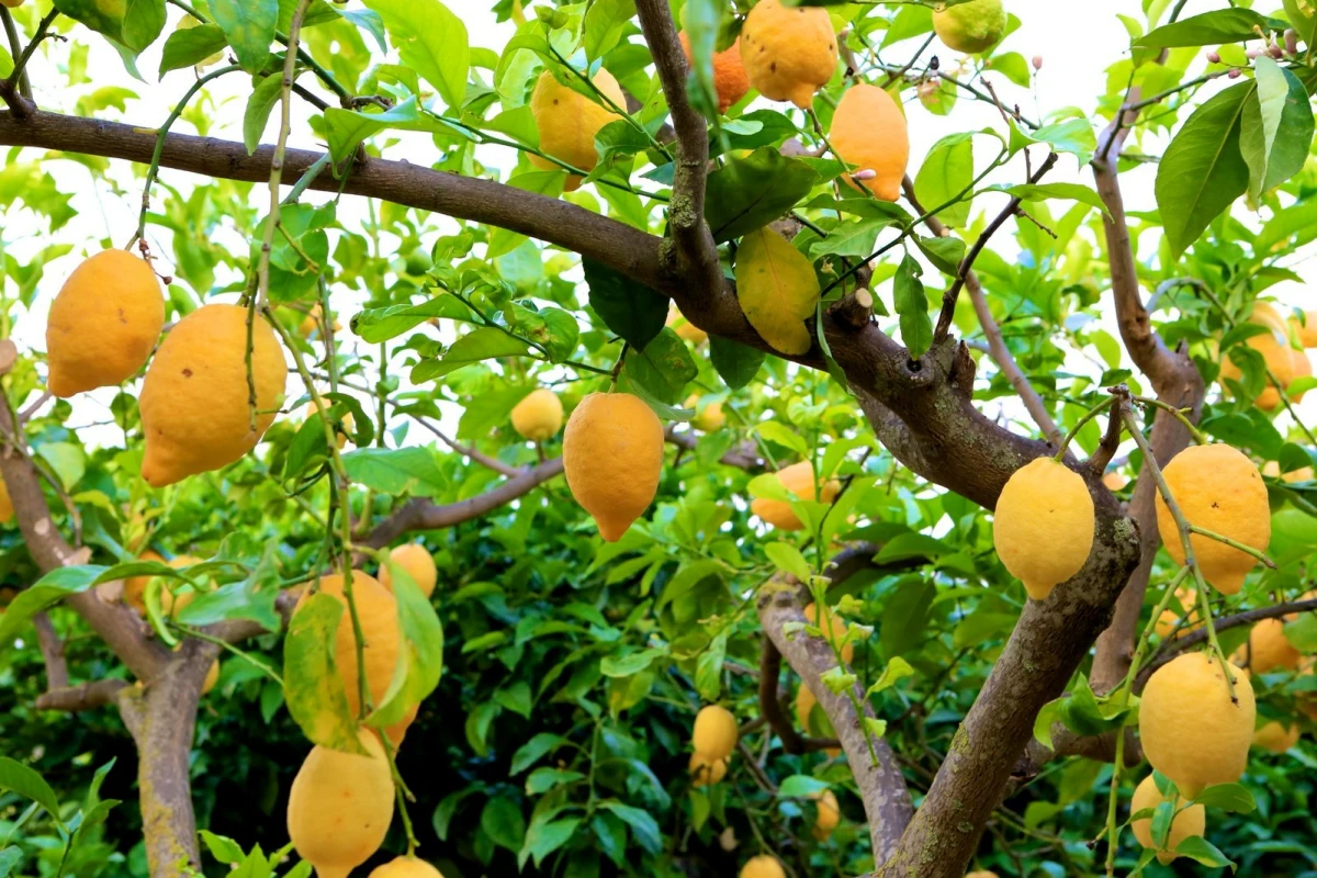 bouillie bordelaise contre les maladies des citrons jaunes