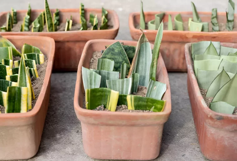 bouturage de feuilles dans des jardinieres