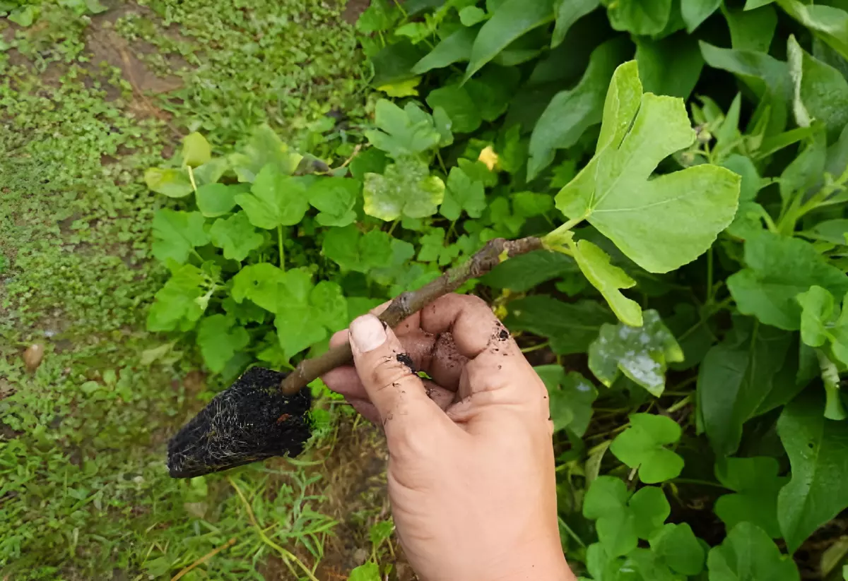 bouture de figuier tenue dans une main sur fond de la verdure