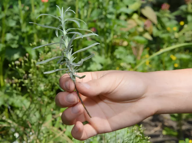 boutures de lavande tenue dans une main sur fond de la verdure floue