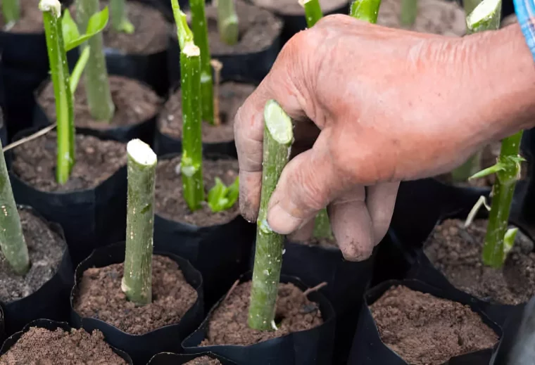 boutures tiges dans des petits sac de plantation individuels