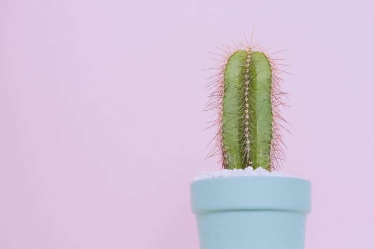 cactus plante porte malheur à ne pas avoir chez soi raisons