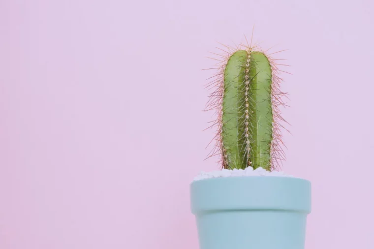 cactus plante porte malheur à ne pas avoir chez soi raisons