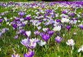 Quelles fleurs planter en août pour profiter de votre jardin jusqu’à l’hiver
