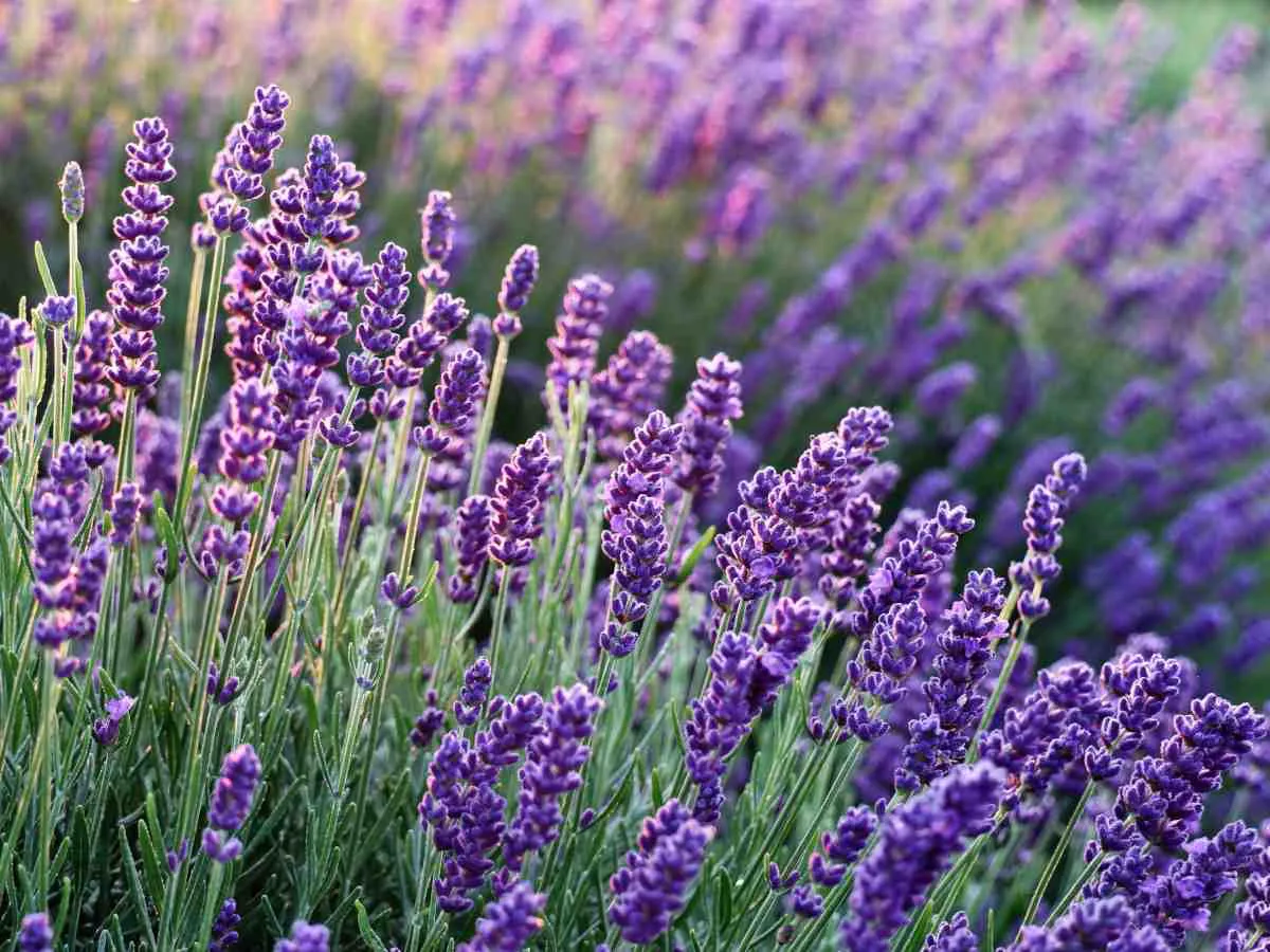 champ de lavande fleuri en violette
