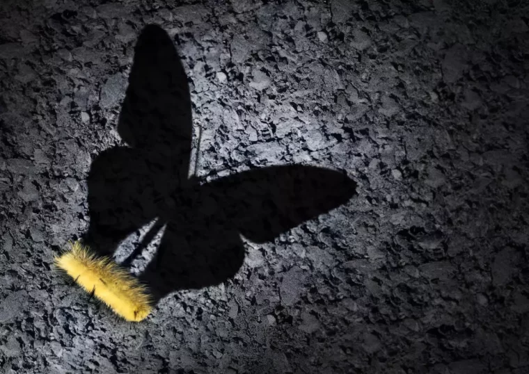 chenille avec une projection d un papillon sous forme d ombre sur fond gris