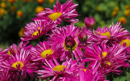 chrysanthemes comment faire fleurir un jardin d automne de fleurs mauves
