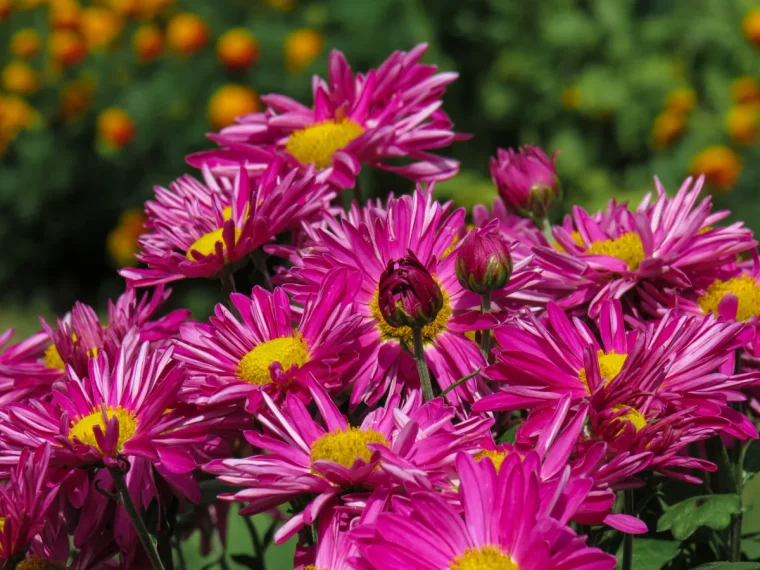 chrysanthemes comment faire fleurir un jardin d automne de fleurs mauves