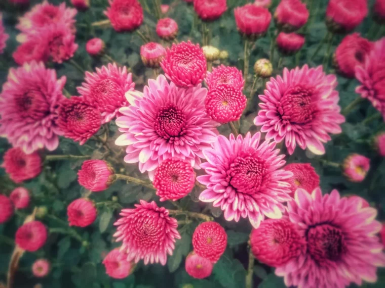 chrystanthèmes fleurs de jardin automne faire fleurir son jardin