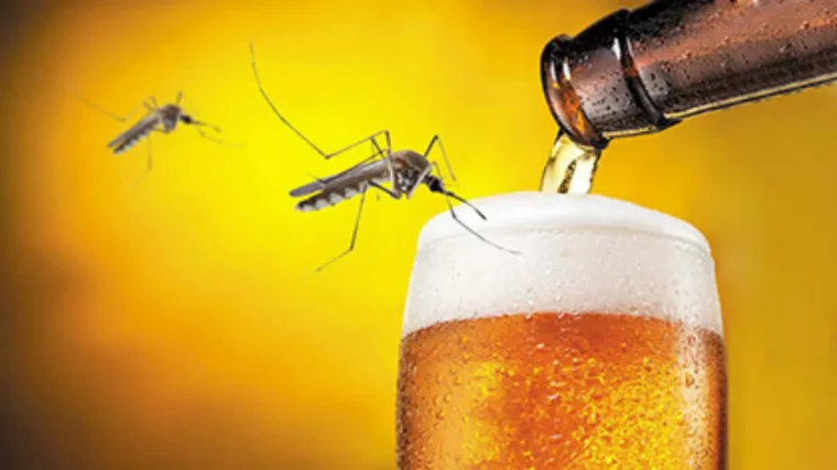 combien de fois pique un moustique tout sur le mythe du groupe sanguin prefere biere