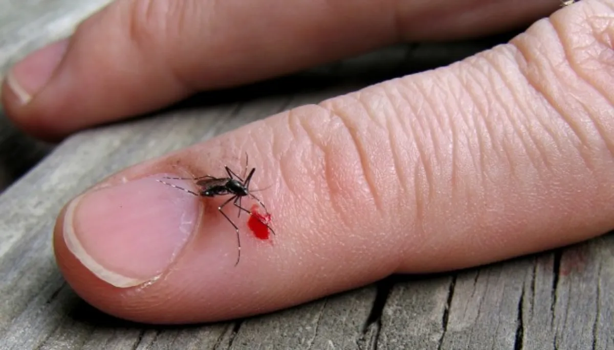 combien de fois pique un moustique tout sur le mythe du groupe sanguin prefere couv