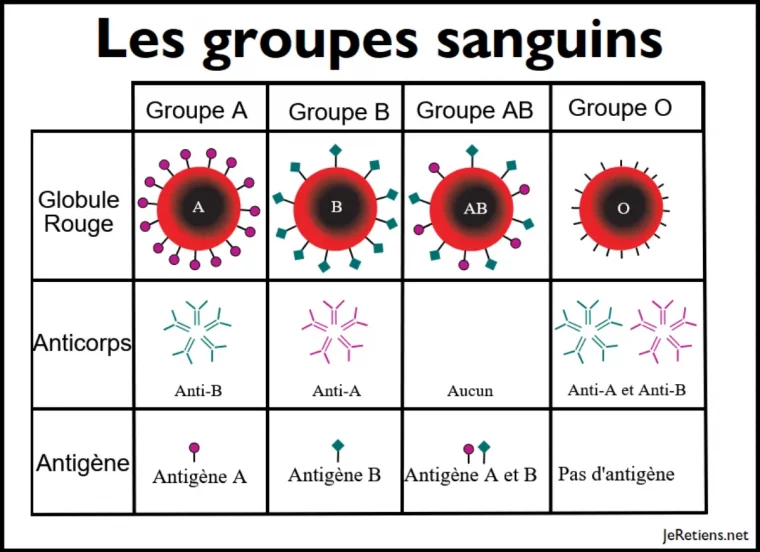 combien de fois pique un moustique tout sur le mythe du groupe sanguin prefere groupe sanguin