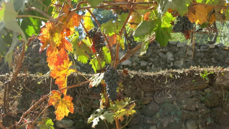 combien de temps le chlore s'évapore dans une piscine vigne mourante