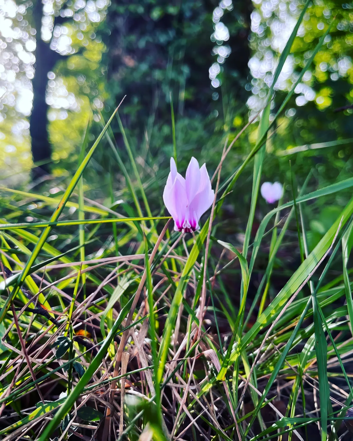 comment bien entretenir le cyclamen de naples