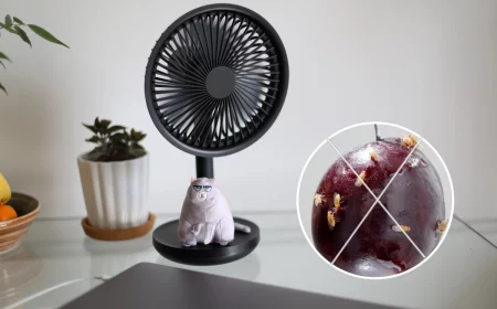 comment chasser les mouches a fruits avec ventilateur portable bureau pot fleurs