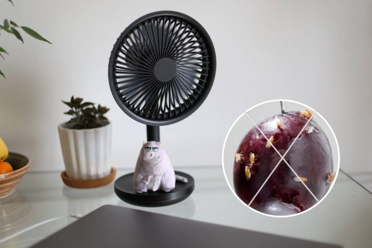 comment chasser les mouches a fruits avec ventilateur portable bureau pot fleurs