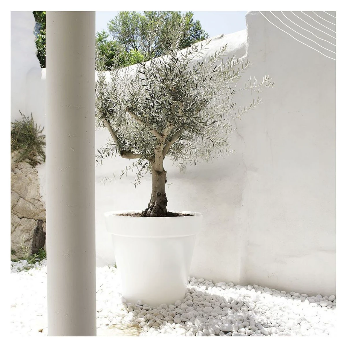comment entretenir les cailloux blancs dans le jardin pot blanc olivier vert