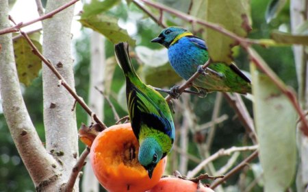 comment éloigner les oiseaux du jardin pour protéger les fruits