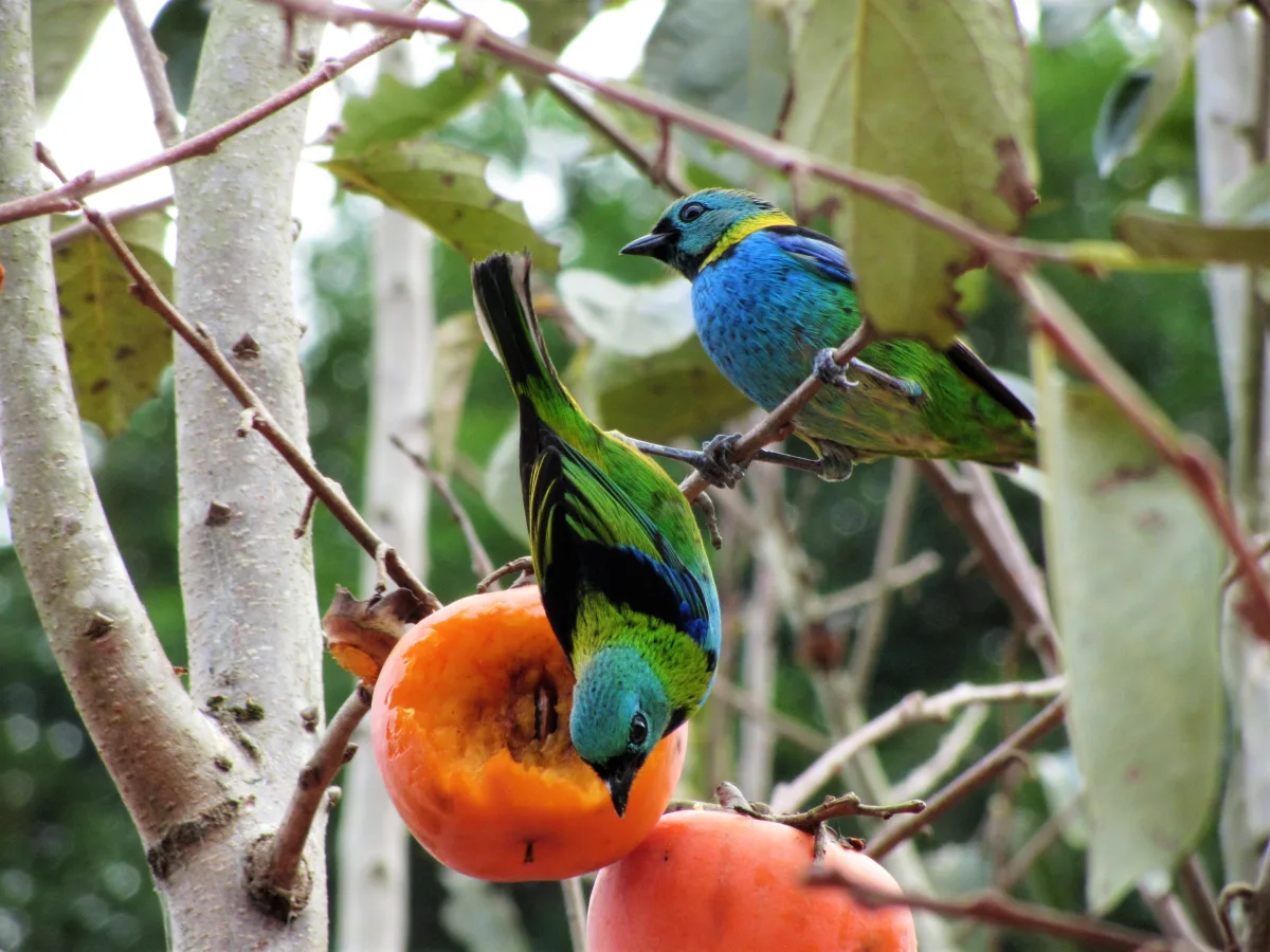 comment éloigner les oiseaux du jardin pour protéger les fruits