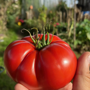 comment faire pour avoir de gros tomates juteuses