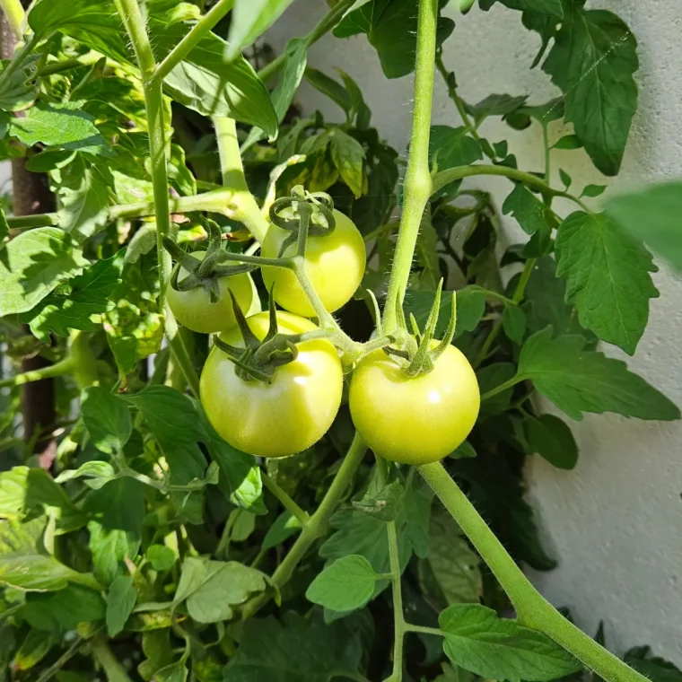 comment faire rougir les tomates astuces d experts