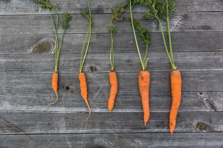 comment planter des carrottes oranges