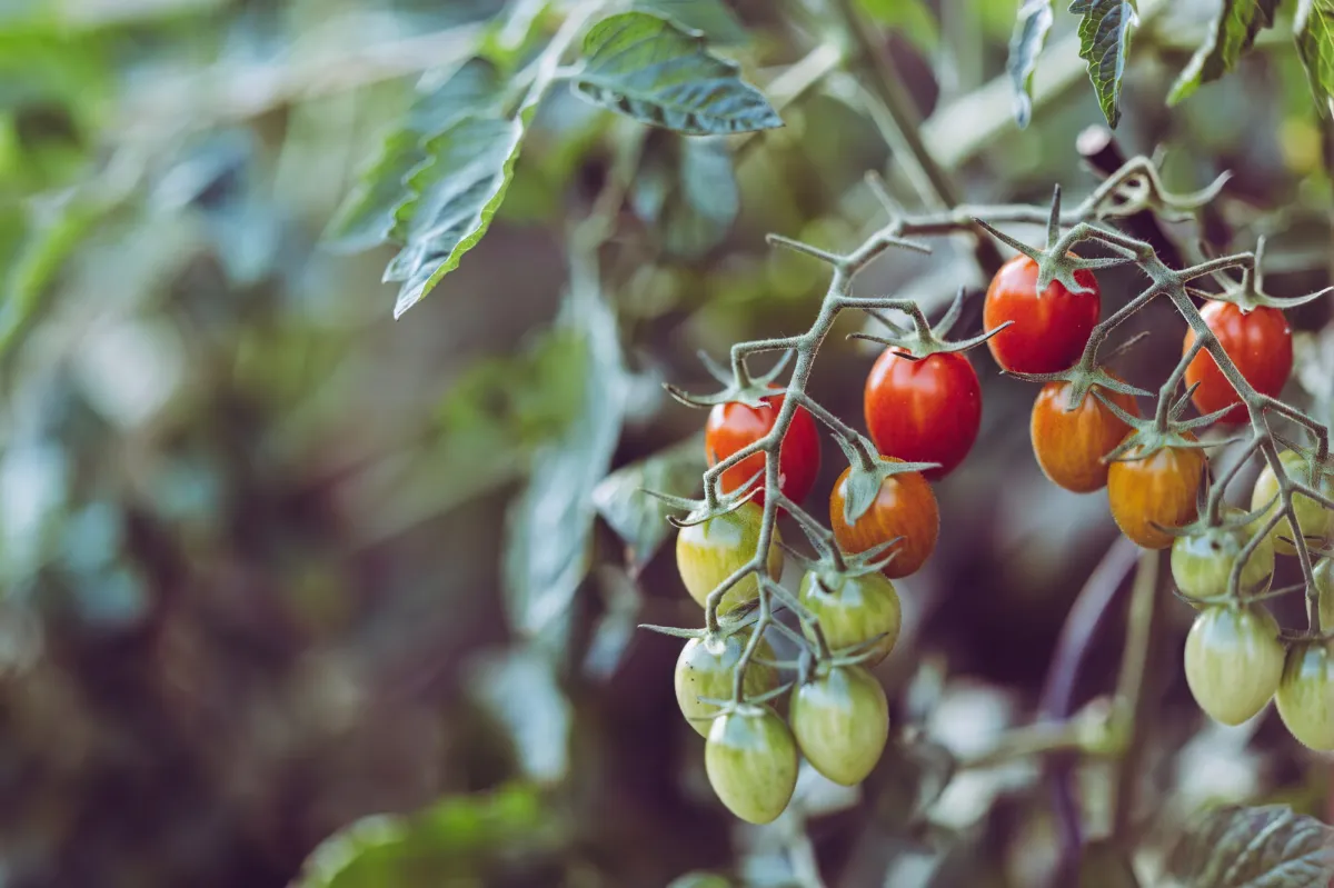 comment reussir la culture des tomates cerises