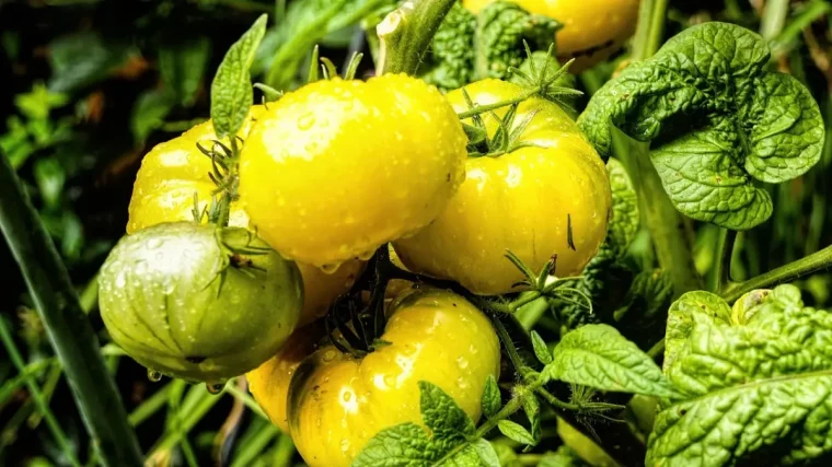 comment savoir si j' arrose trop mes tomates variete fruits jaunes feuilles vertes