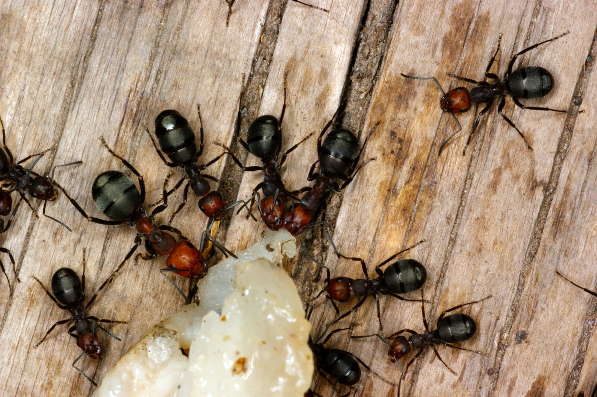 comment se debarrasser des fourmis avec du miel rapidement