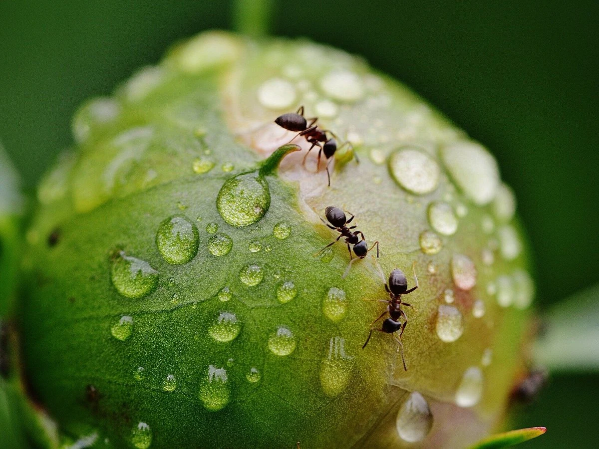comment se debarrasser des fourmis avec du miel
