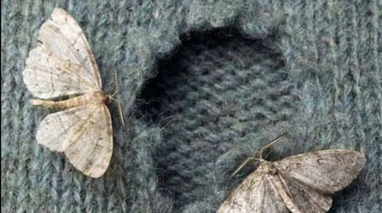 comment se debarrasser dune chenille blanche sur la lavande mites