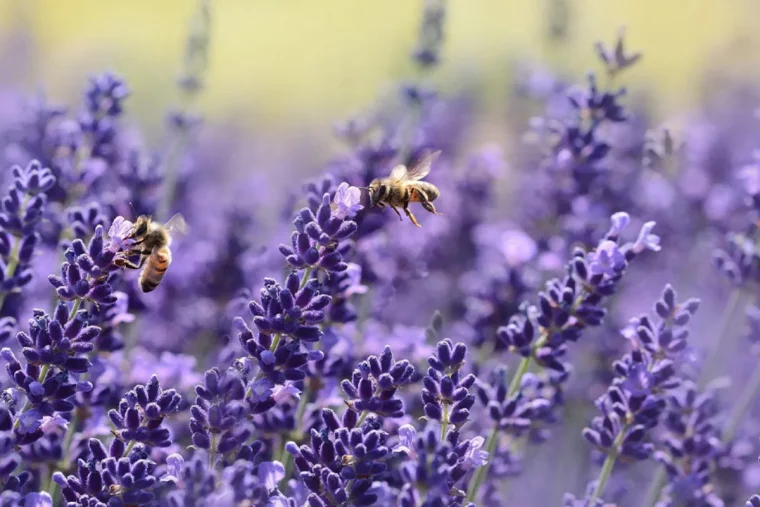 comment se debarrasser dune chenille blanche sur la lavande moustiques